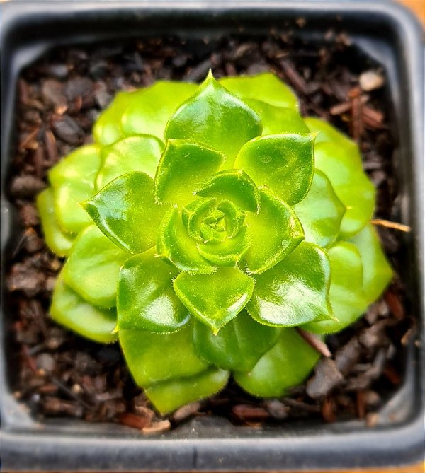 Sedeveria letizia