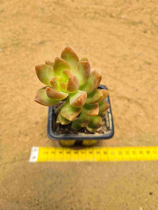Sedum adolphi