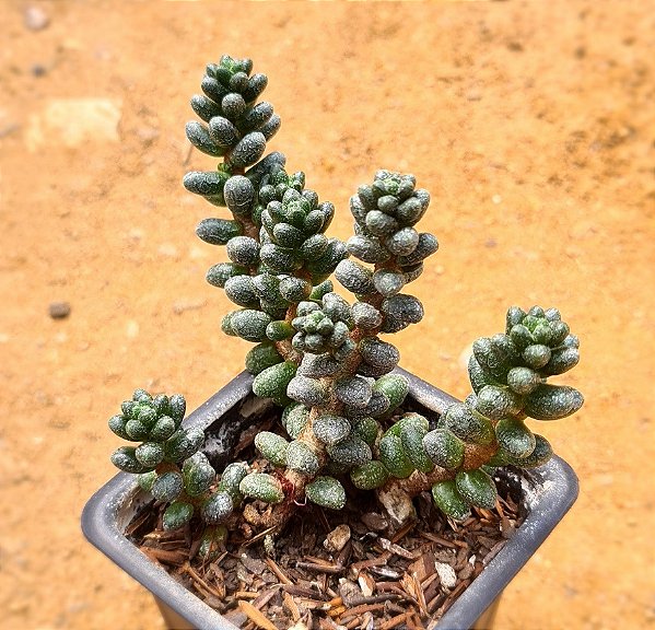 Sedum furfuraceum