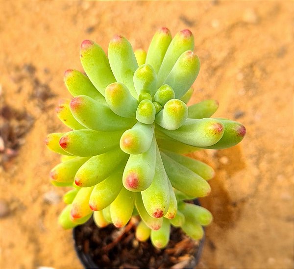 Sedum pachyphyllum