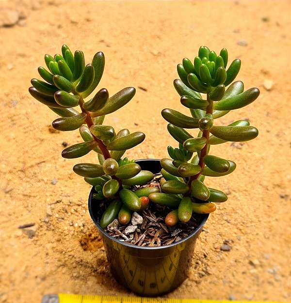 Sedum rubrotinctum