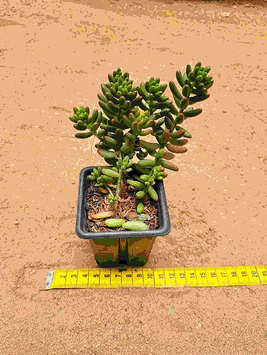 Sedum rubrotinctum