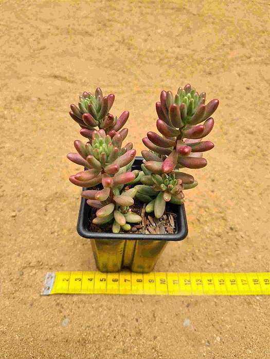 Sedum rubrotinctum var. aurora