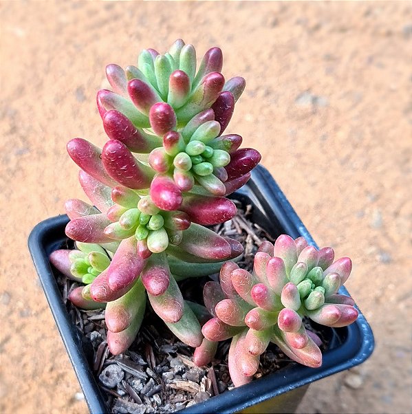 Sedum rubrotinctum var. aurora