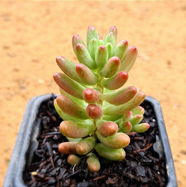 Sedum rubrotinctum var. aurora