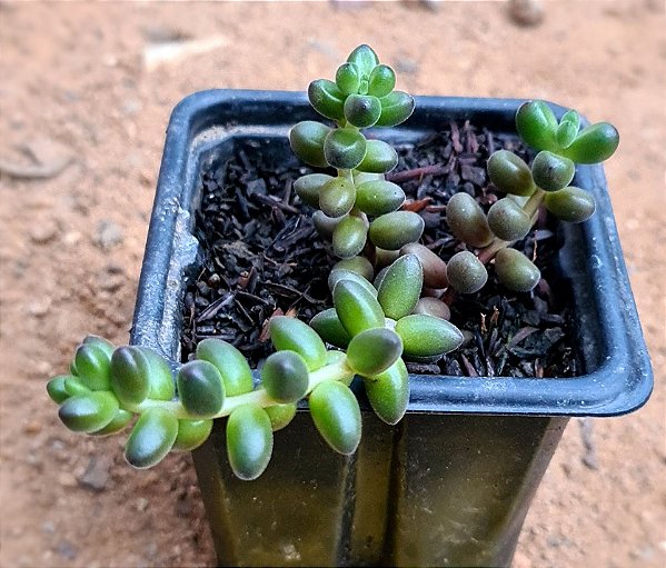 Sedum stahlii