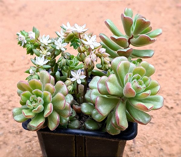 Sedum versadense var chontalense
