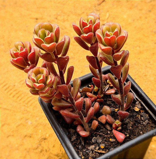 Sedum versadense var chontalense