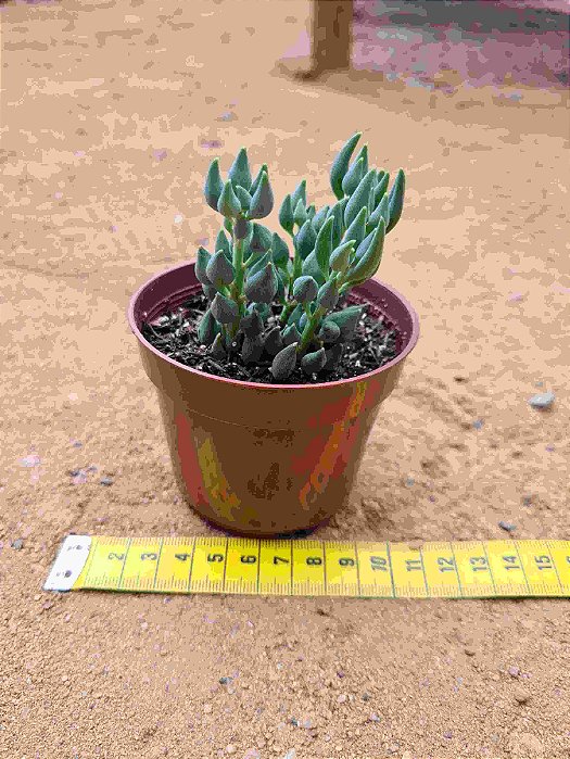 Senecio citriformis