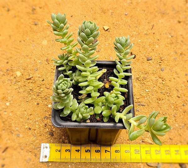 Sedum hemsleyanum