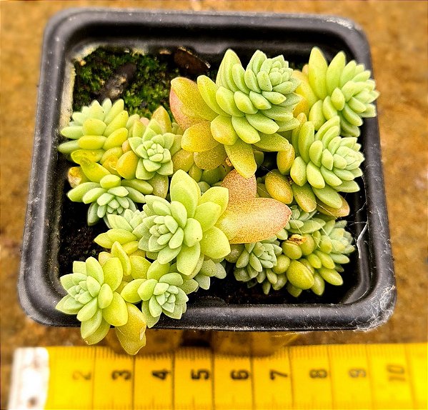 Sedum hemsleyanum - "Suculenta colar-de-princesa"