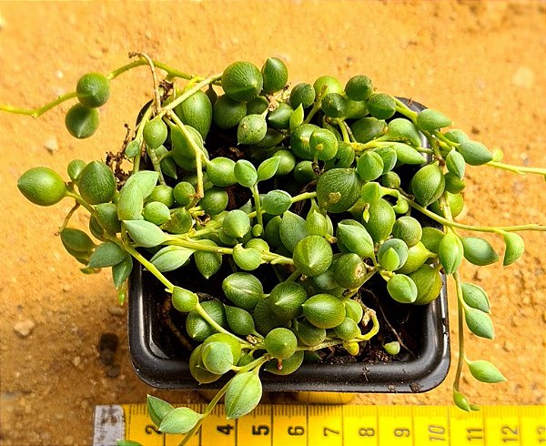 Senecio herreianus dinter