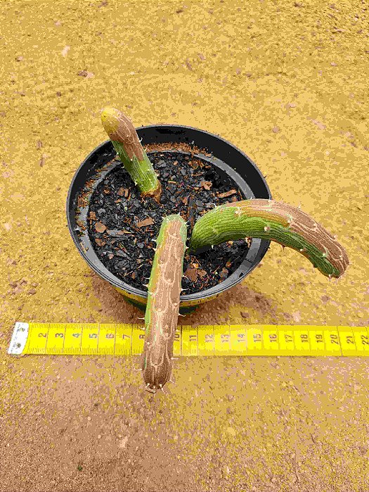 Senecio pendulus