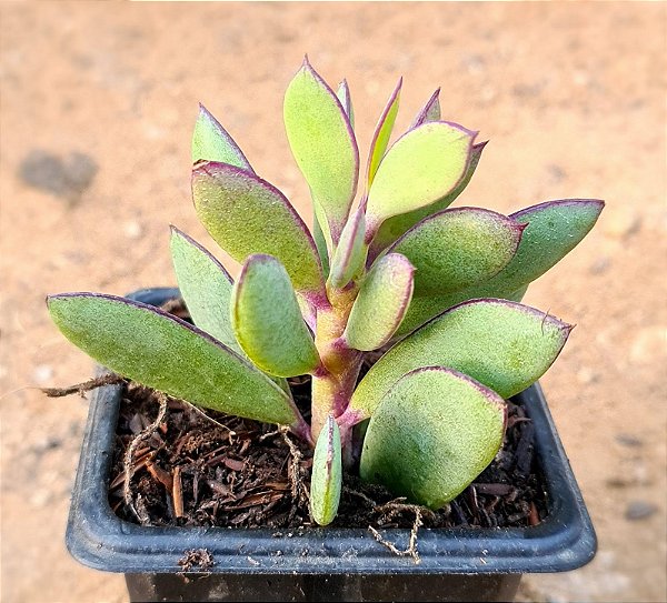 Senecio crassissimus
