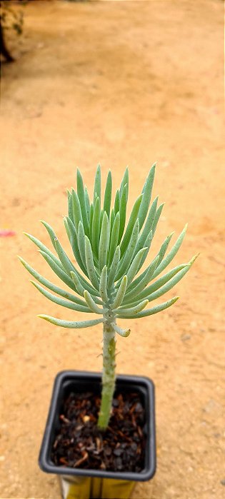 Senecio serpens