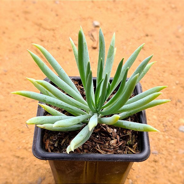 Senecio serpens - "Senecio azul"