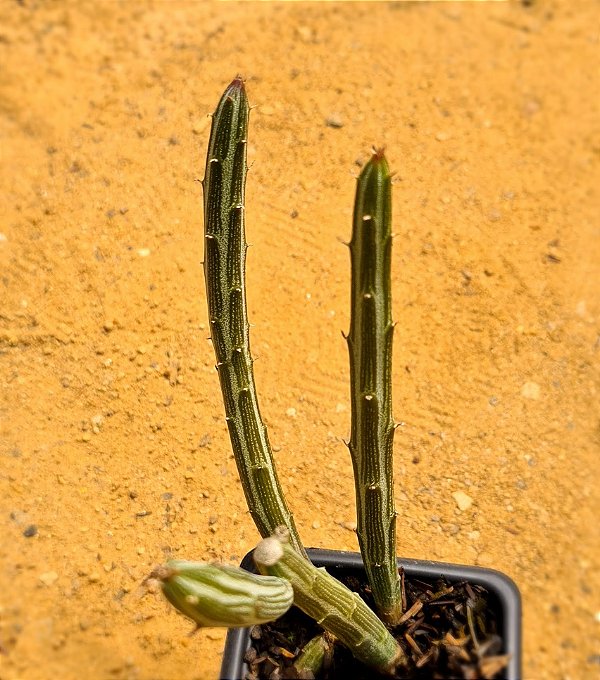 Senecio stapeliiformis