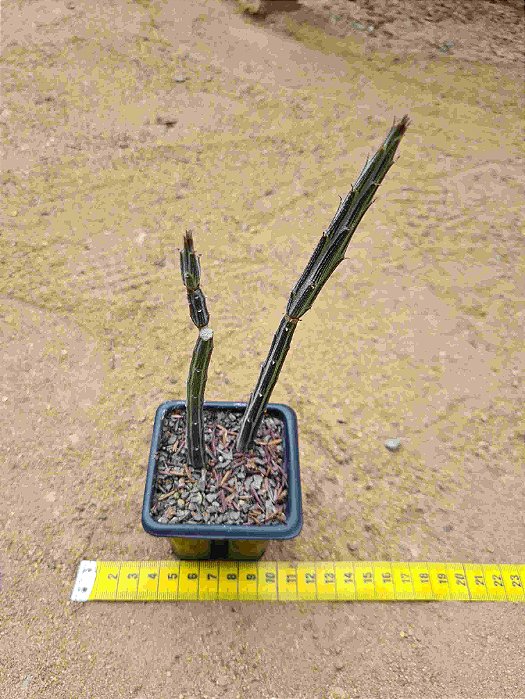 Senecio stapeliiformis