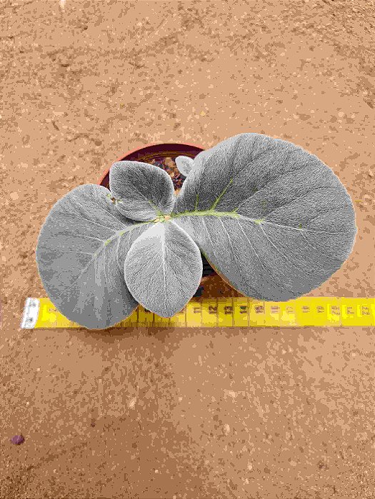 Sinningia leucotricha