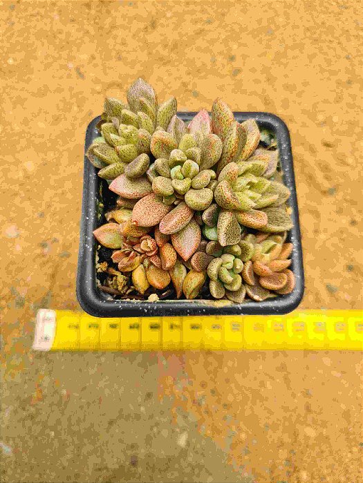 Sinocrassula densirosulata