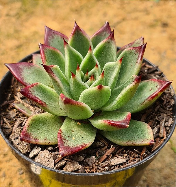 Echeveria Saraboni
