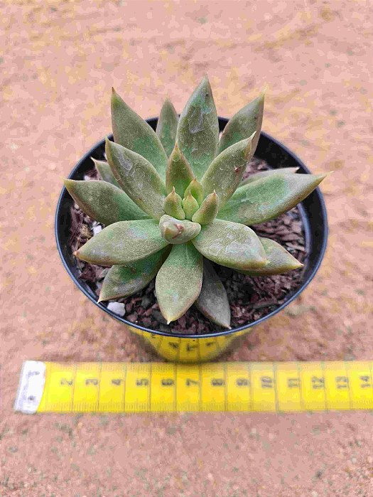 Echeveria Tolimanensis golden form