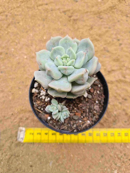 Echeveria Peony
