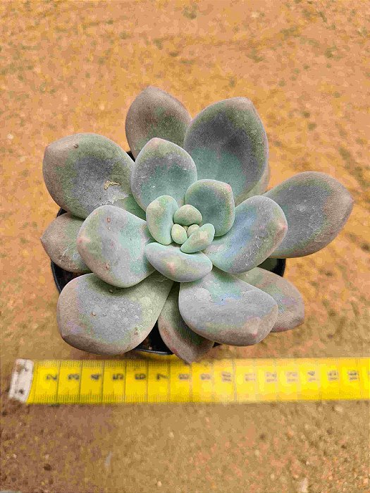 Pachyveria blue beard