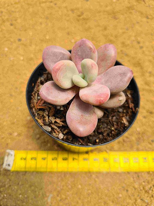 Graptopetalum Amethystium