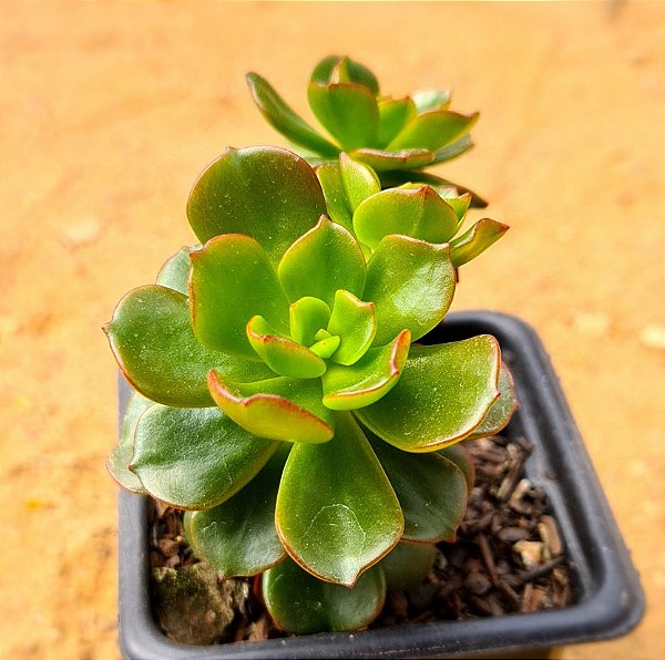 echeveria multicaules