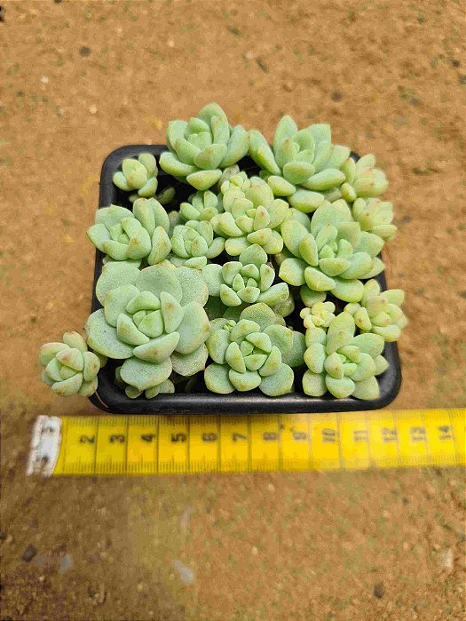sedum perez de la rosea