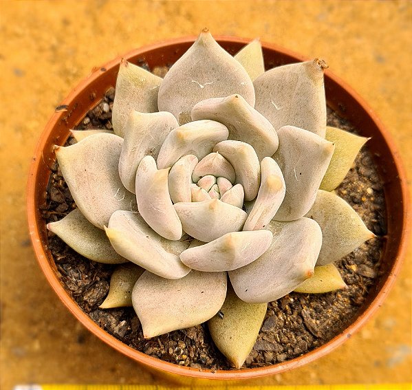 Echeveria juliana