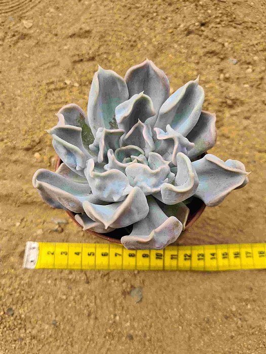 Echeveria thriller pearl