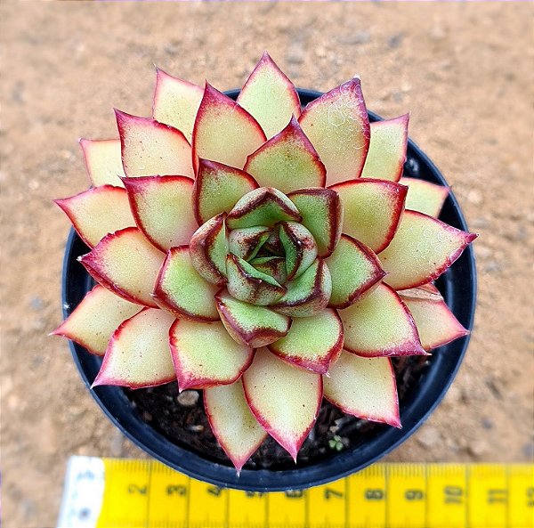 Echeveria mely