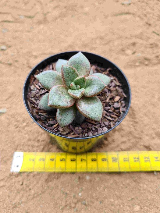Graptoveria araluen gem