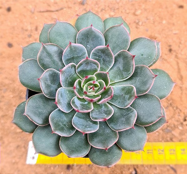 Echeveria santa lewis