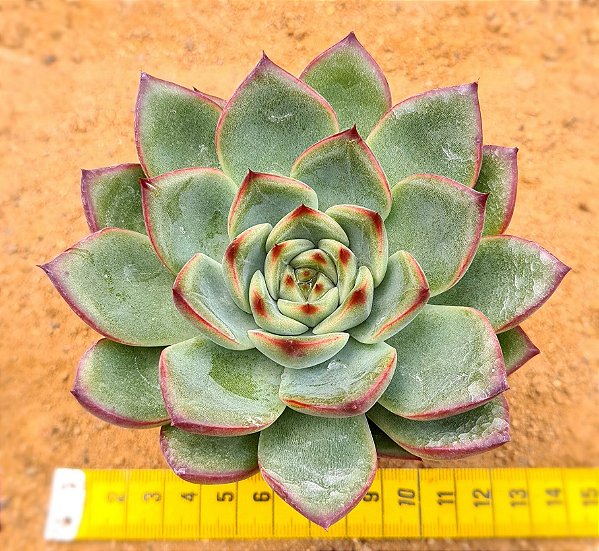 Echeveria halloween