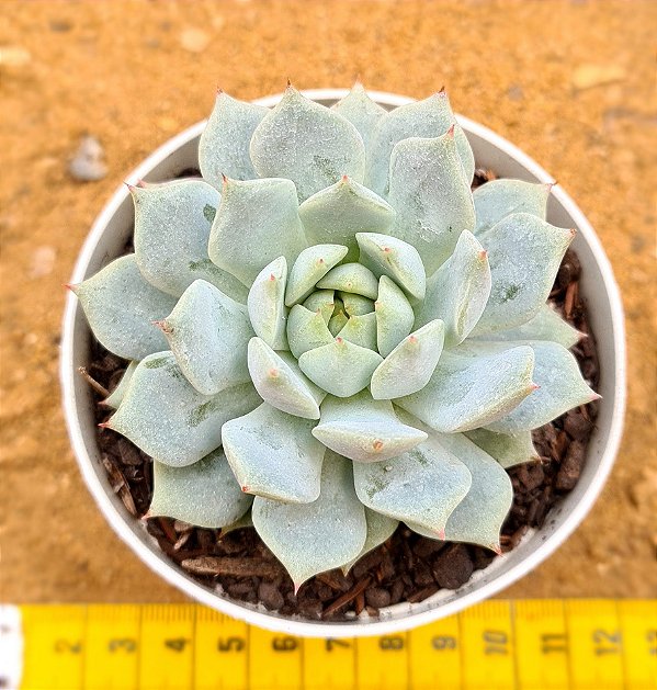 Echeveria prisma