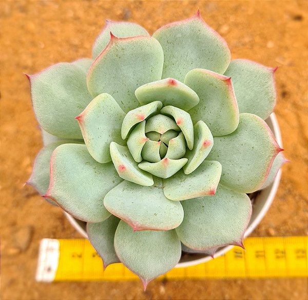 Echeveria prisma