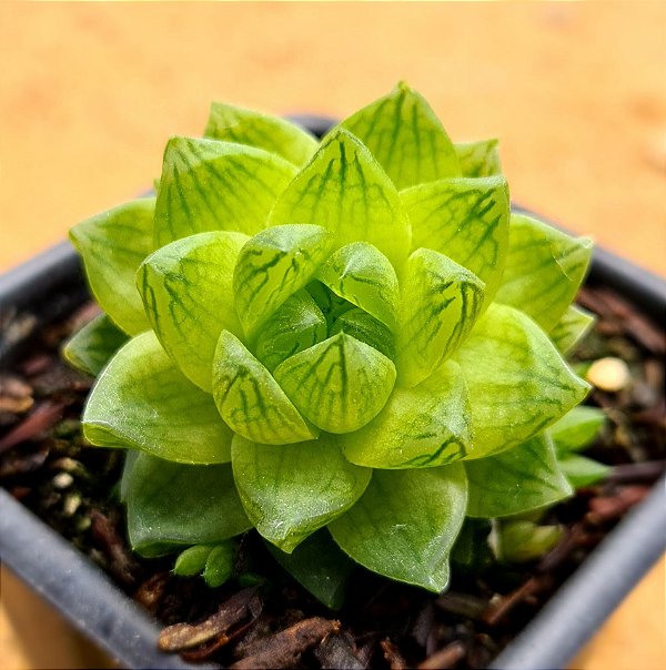 Haworthia cymbiformis var. obtusa