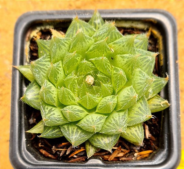 Haworthia cooperi var pilifera