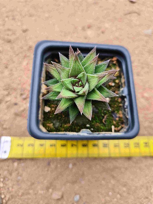 Haworthia fasciata browniana