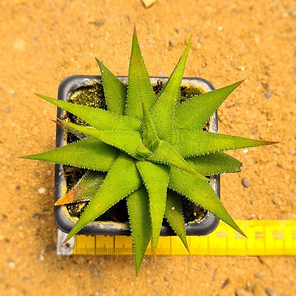 Haworthia fasciata var. concolor