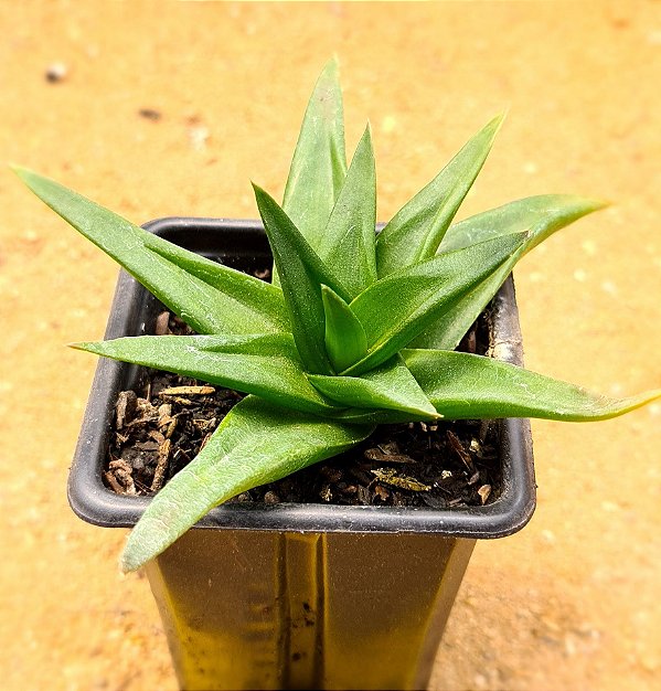 Haworthia pentagona
