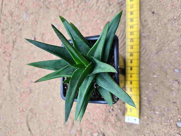 Haworthia pentagona