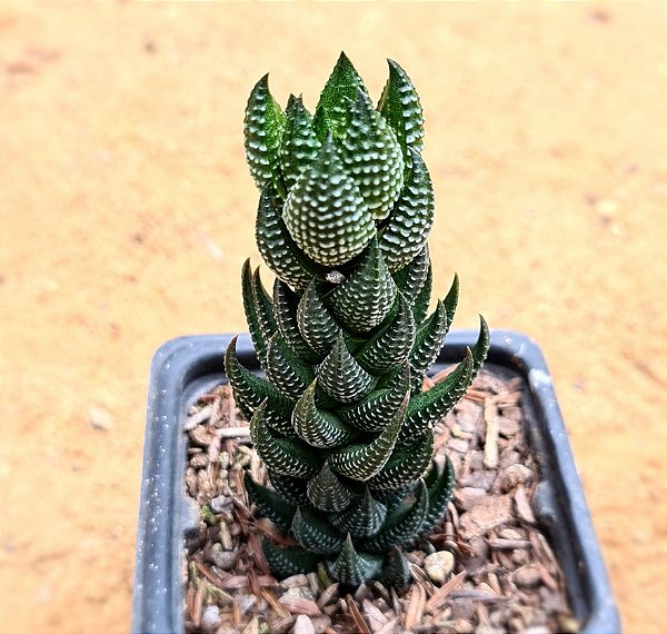 Haworthia reiwardtii