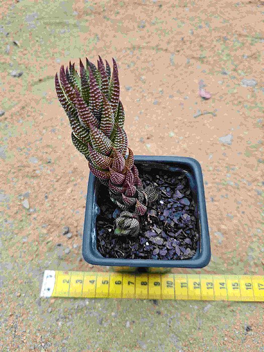 Haworthia reiwardtii