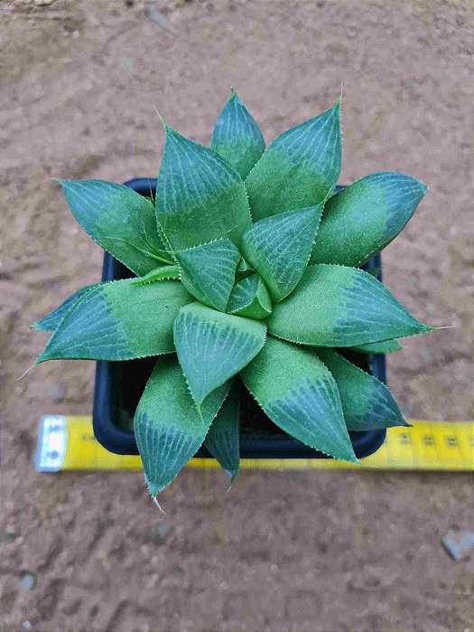 haworthia retusa multilineata