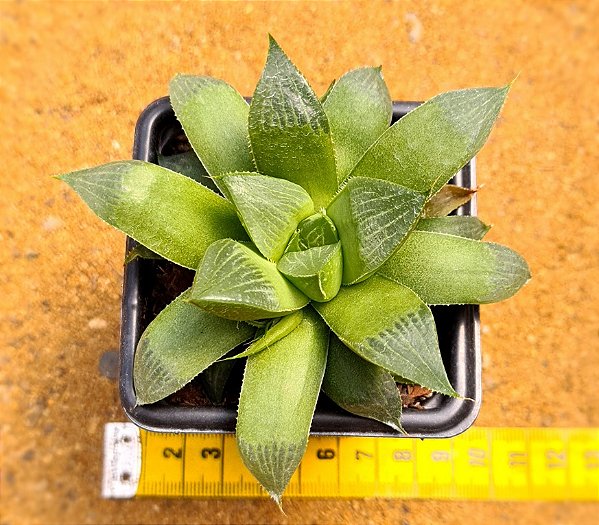 haworthia retusa multilineata