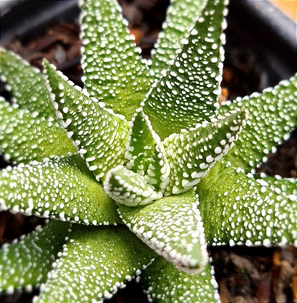 Haworthia snow white